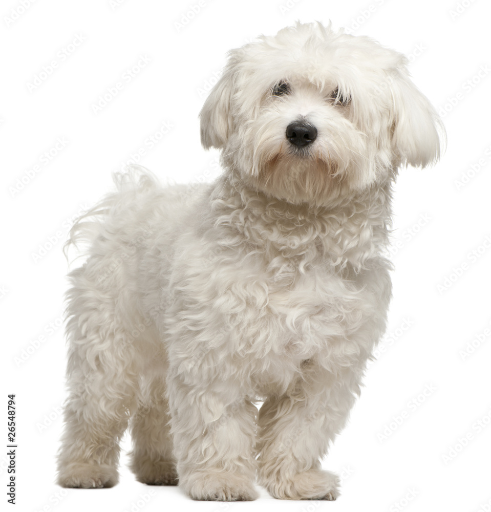 Maltese, 8 months old, sitting in front of white background Maltese, 8 months old, sitting in front of white background