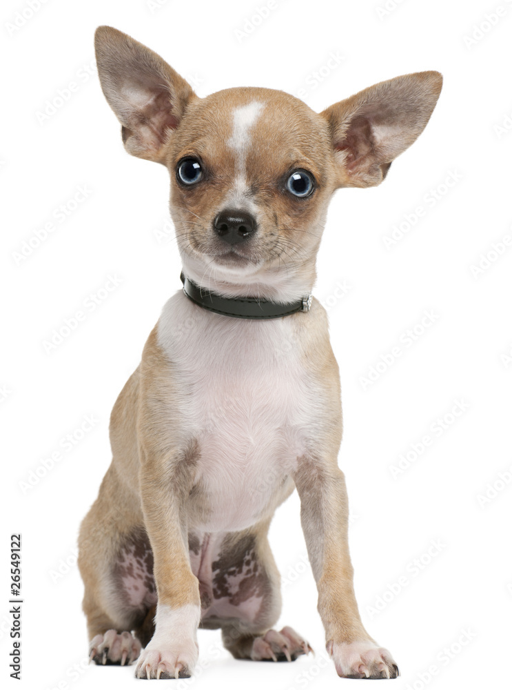 Chihuahua puppy, 6 months old, sitting