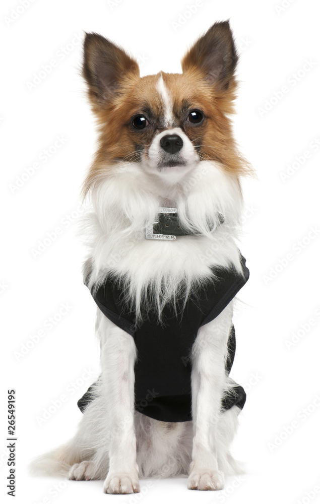 Chihuahua, sitting in front of white background