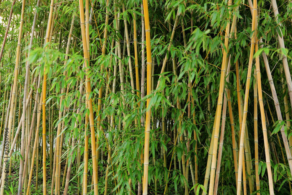 Obraz premium bamboo