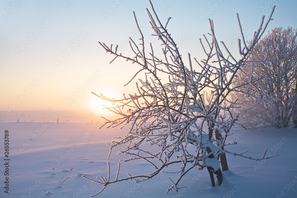 Fototapeta premium Frost