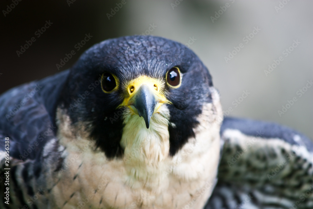 Fototapeta premium Falcon
