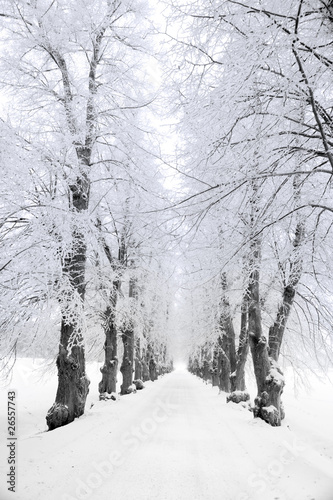 Trees in hoars frost