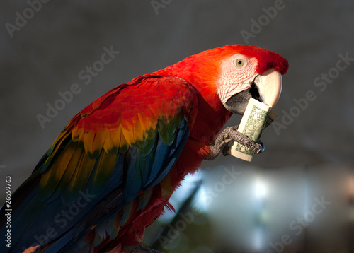 parrot eating 1 dollar bank note