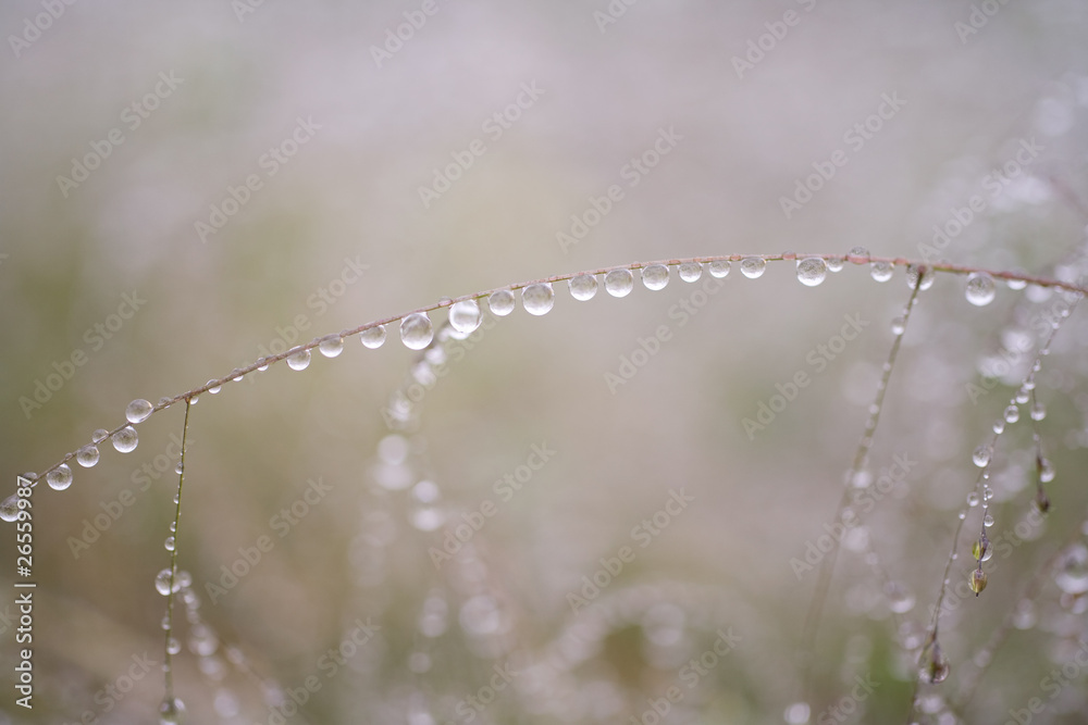 Fototapeta premium 水滴と光