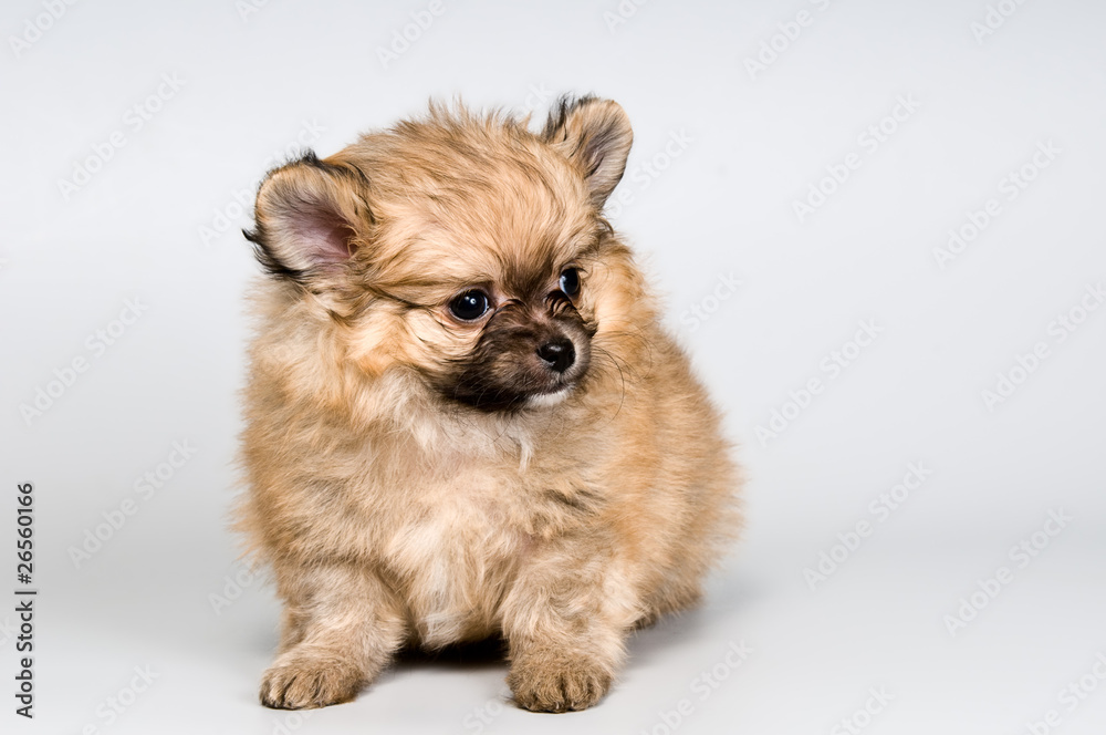 Puppy of the spitz-dog in studio Puppy of the spitz-dog in studio