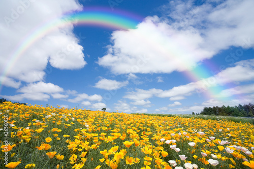 花畑と虹