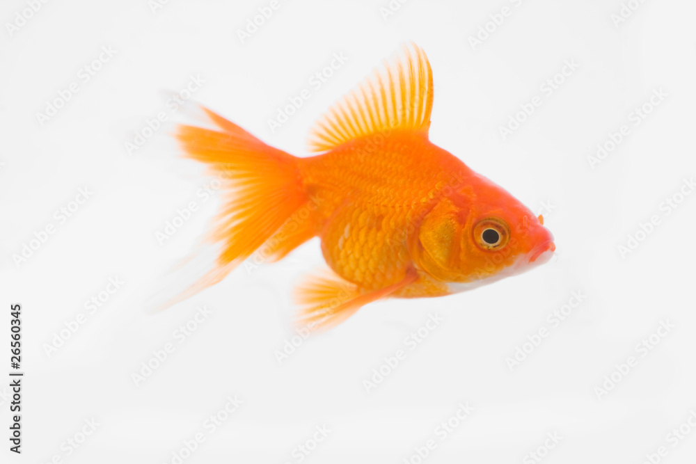 金魚 金魚
