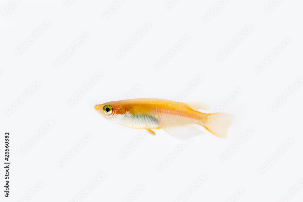 Fototapeta premium メダカ