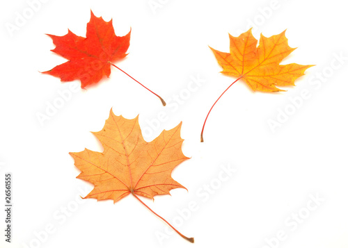 Multi-colored leaves