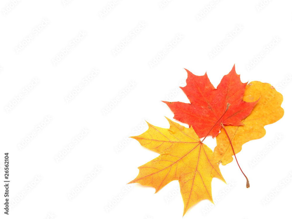 Obraz premium Multi-colored leaves