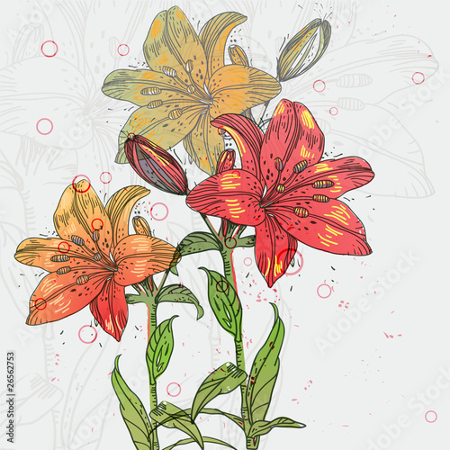 hand-drawing blooming lilies