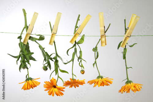 Ringelblumen