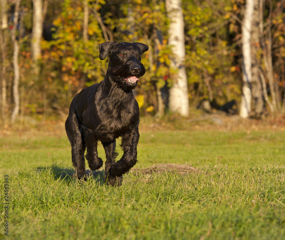 reisenschnauzer dog