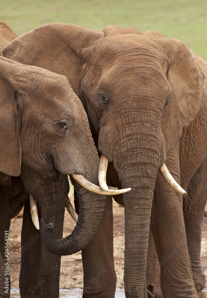 Obraz premium Słoń afrykański