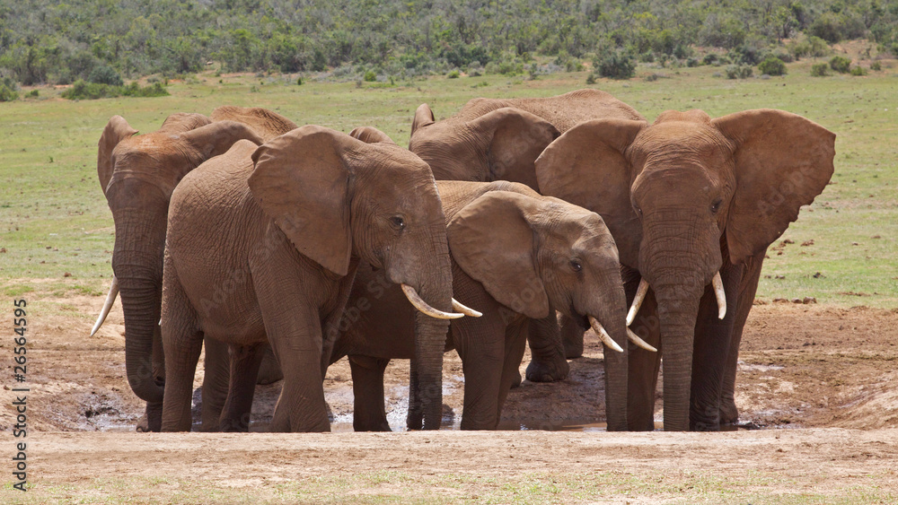 Fototapeta premium African Elephant