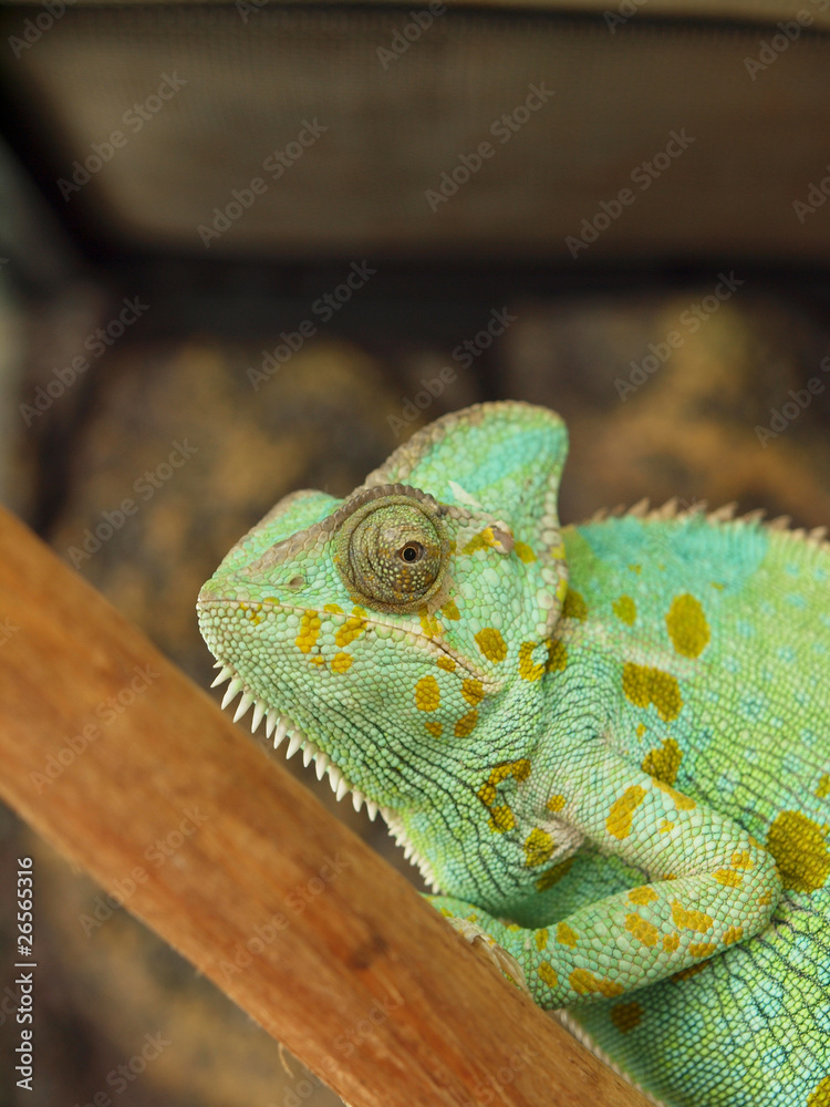 Fototapeta premium Green chameleon