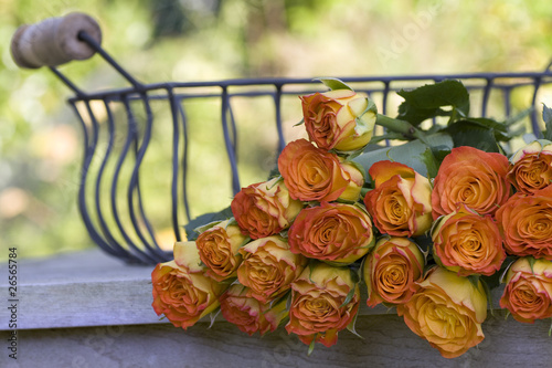 Beautiful orange roses in a iron basket