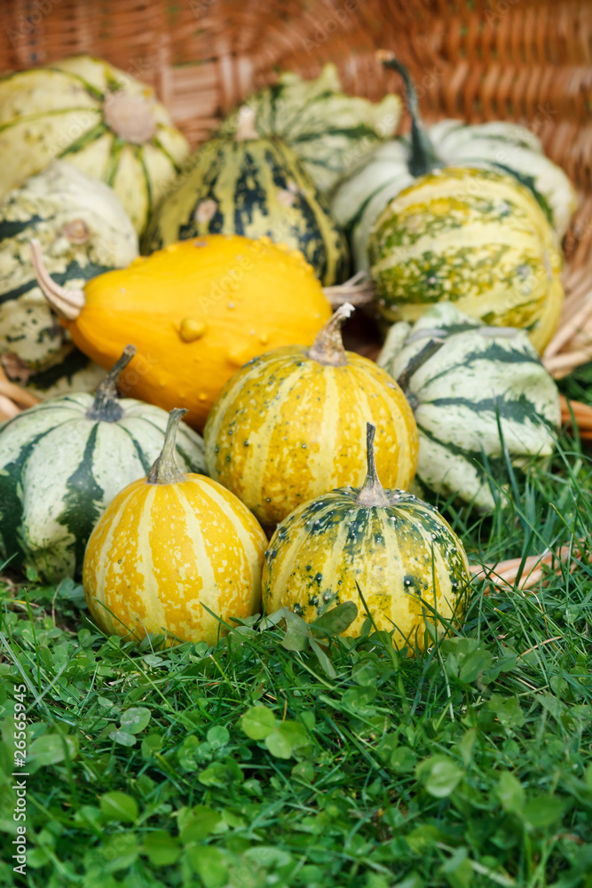 Colorful pumpkins collection on the market
