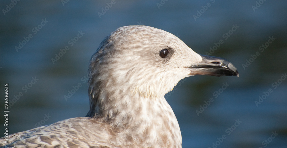 baby seagull on water