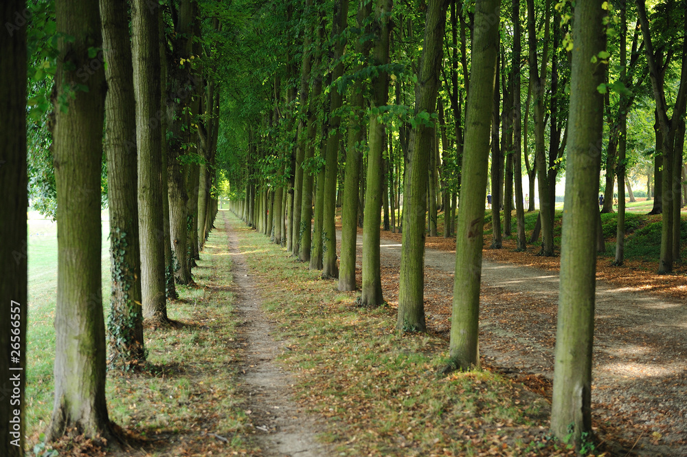 forest