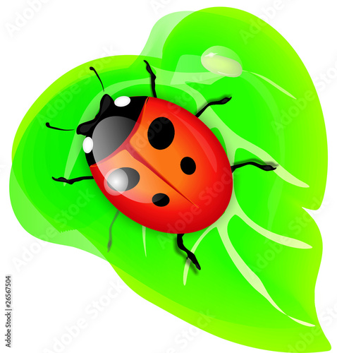 Ladybird