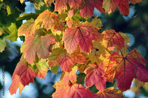 Herbstblätter photo