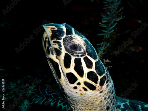 Schildkröte