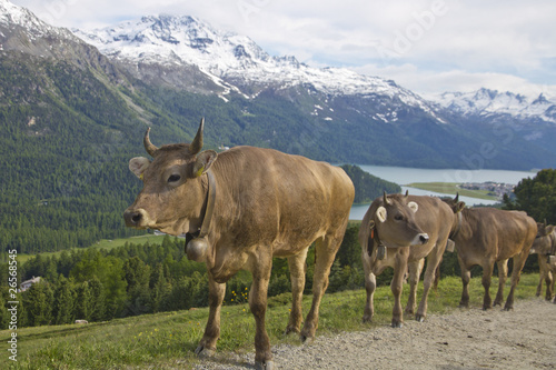 cow herd trot mountain path © mlehmann78