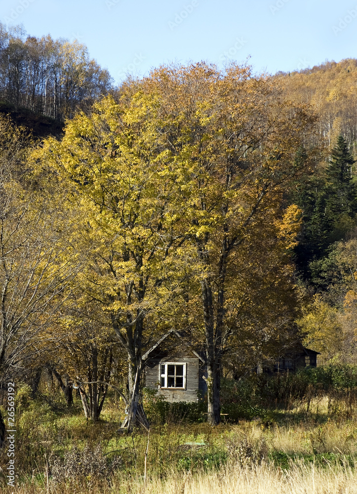 Small house in autumn wood