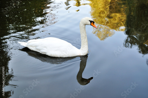 White swan in autumn pond