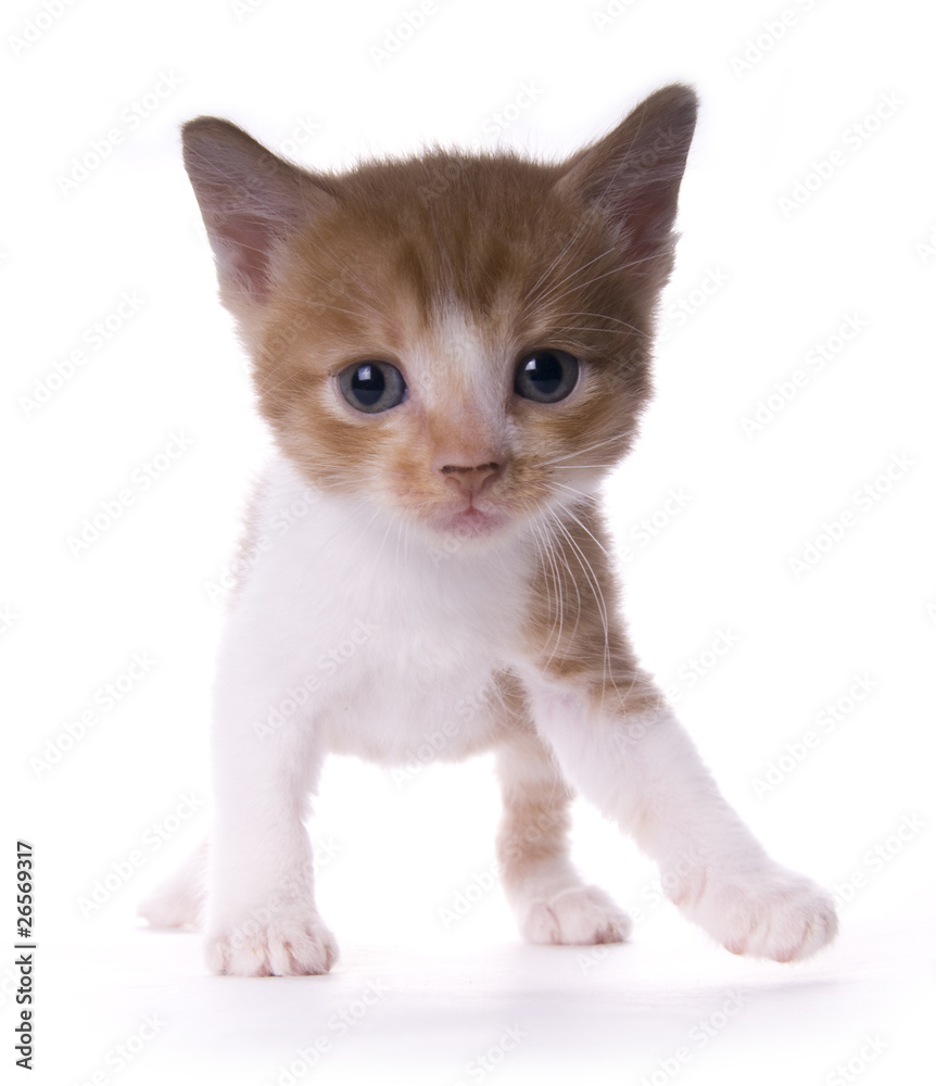 kitty