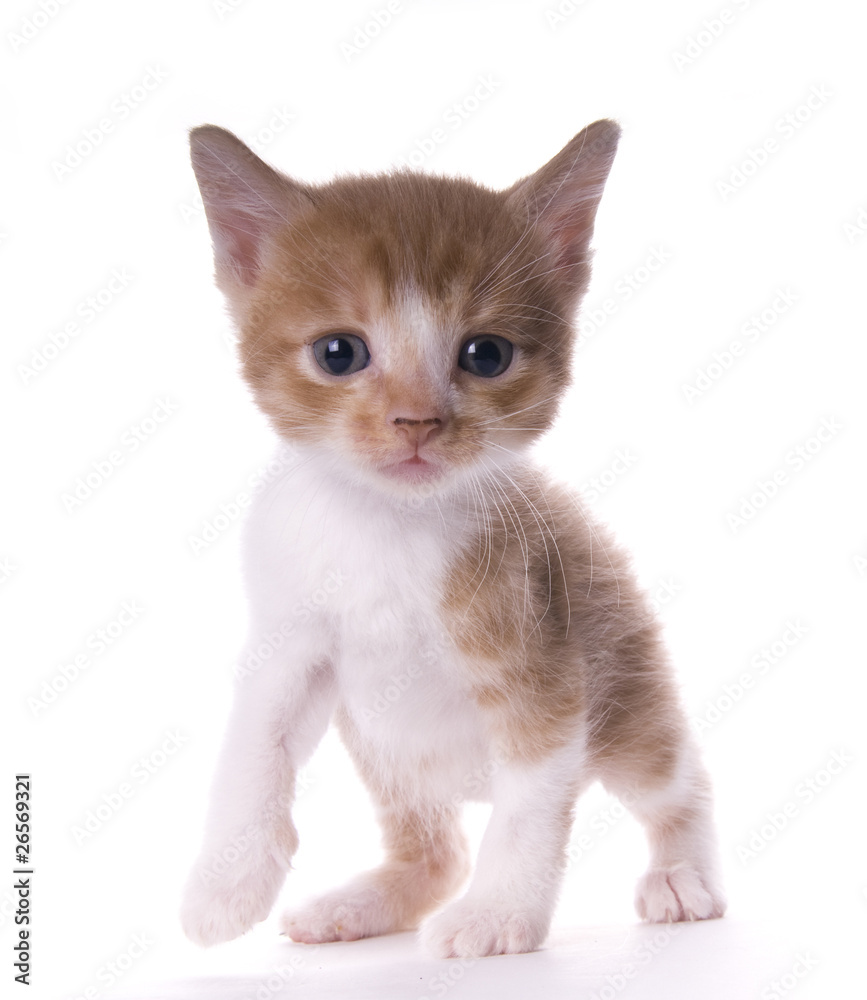 kitty kitty