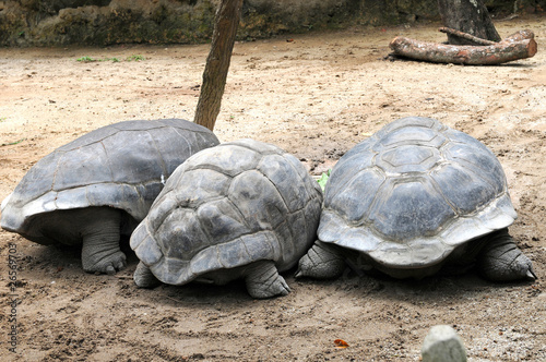 three big turtle