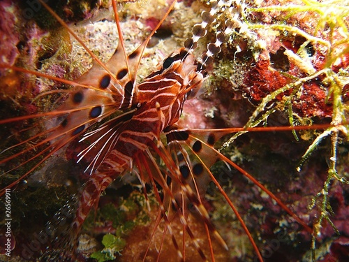 Strahlenfeuerfisch