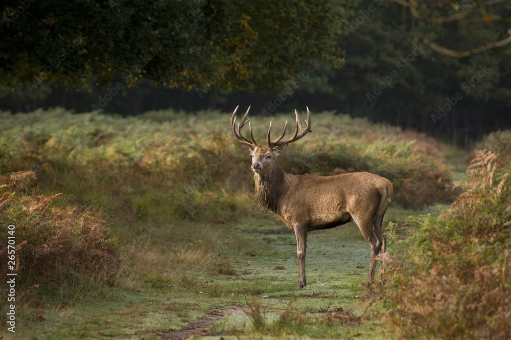 Red Deer Rutting Season Autumn Fall Red Deer Rutting Season Autumn Fall