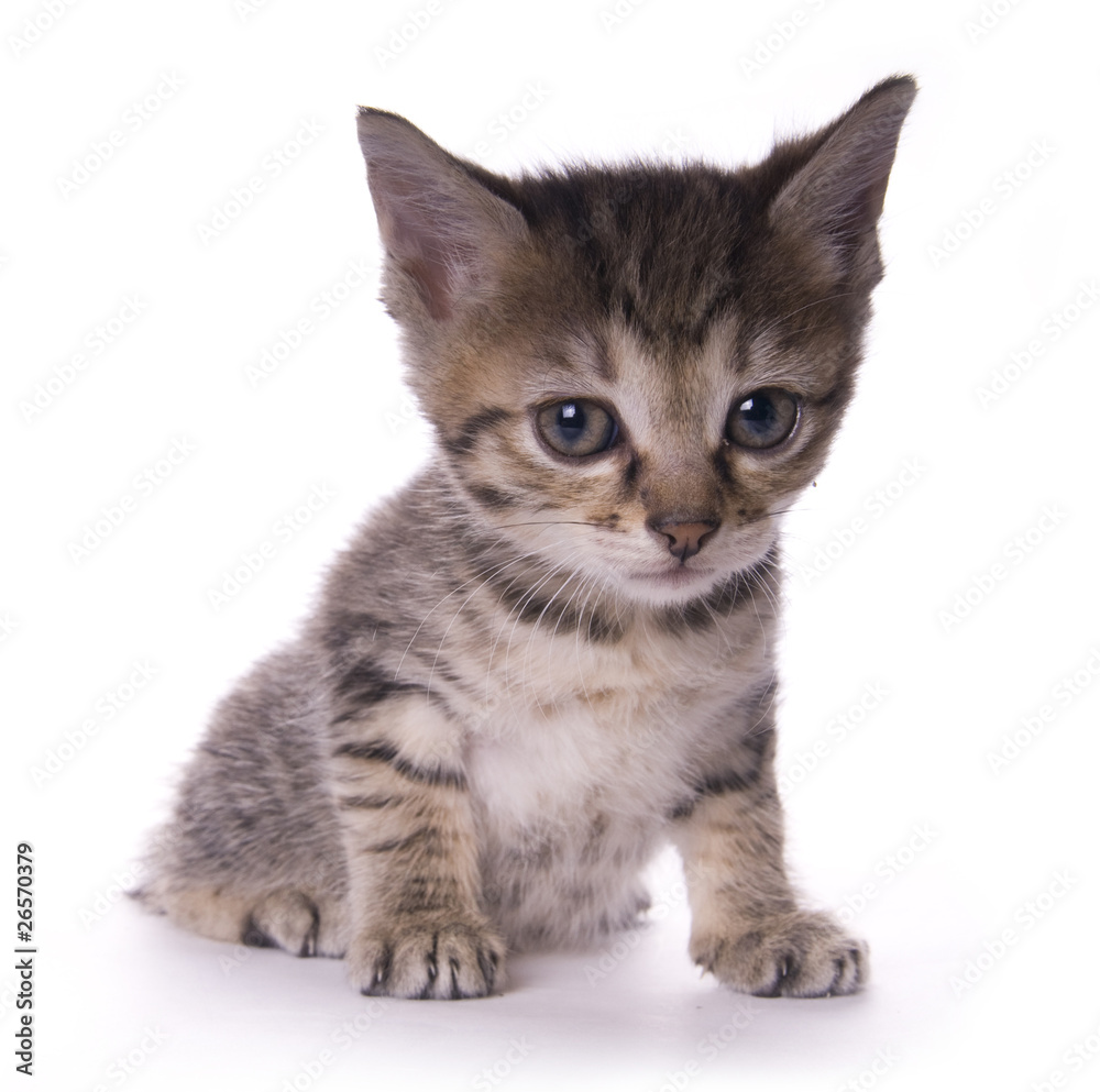 kitty kitty