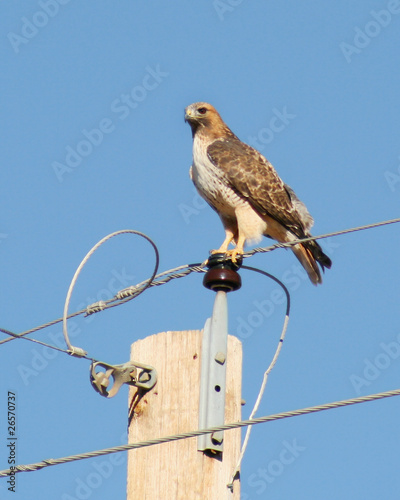 A Red-Tailed Hawk Perched on a High Electric Wire photo