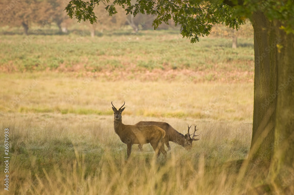 Fototapeta premium Red Deer Rutting Season Autumn Fall