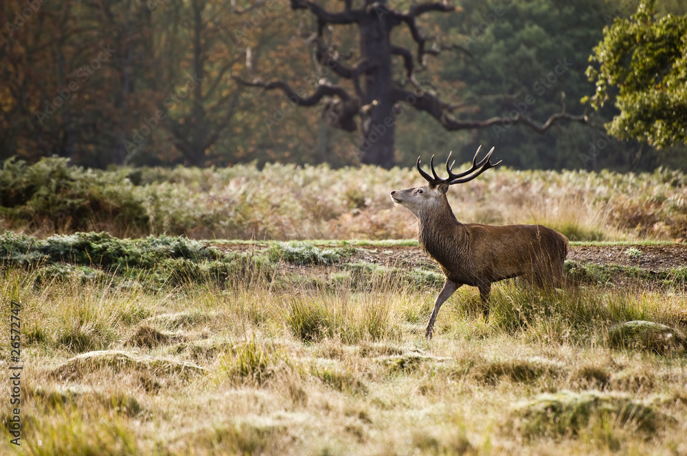 Fototapeta premium Red Deer Rutting Season Autumn Fall