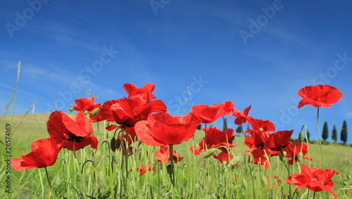 red poppies on sky, Tuscany
