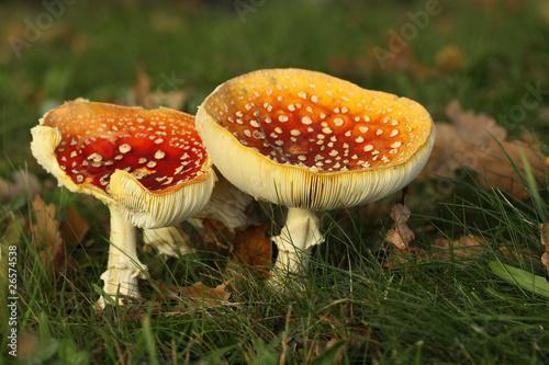 Two toadstools in the grass © Henk Bentlage