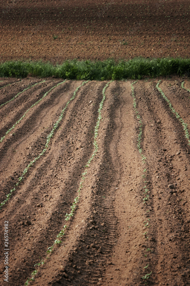 Sown field Sown field