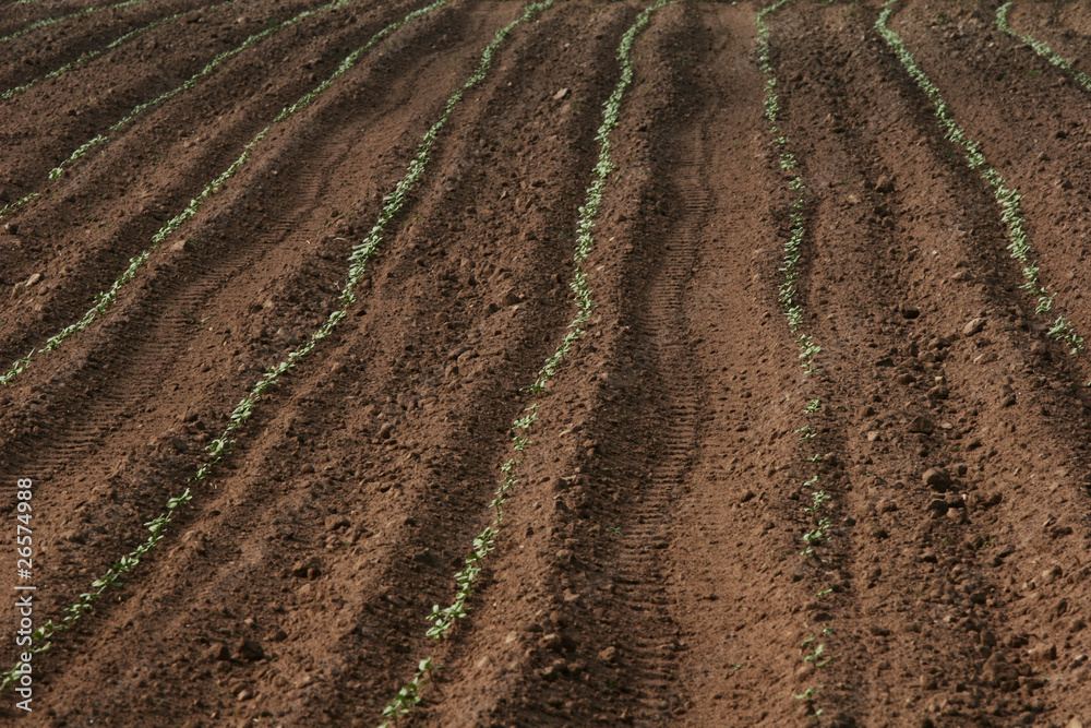 Sown field Sown field