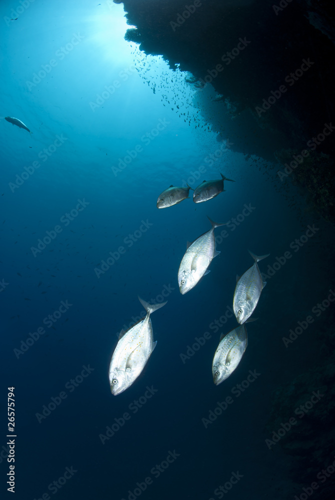 Fototapeta premium Small school of Yellow-dotted trevally cruising the reef.