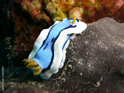 Sternschnekcke