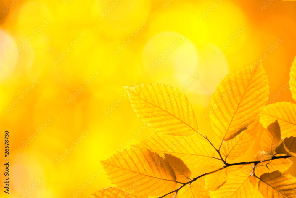 autumn autumn