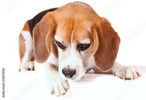 Beagle