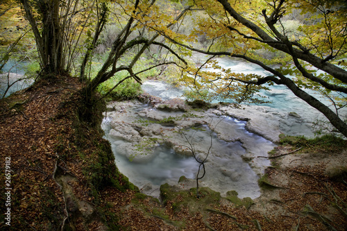 Bosque