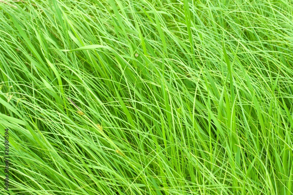 Green grass Green grass